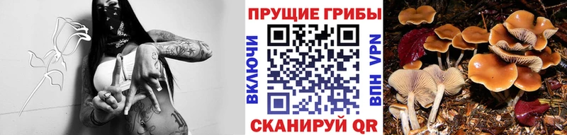 Галлюциногенные грибы Cubensis  мега вход  Ивантеевка 
